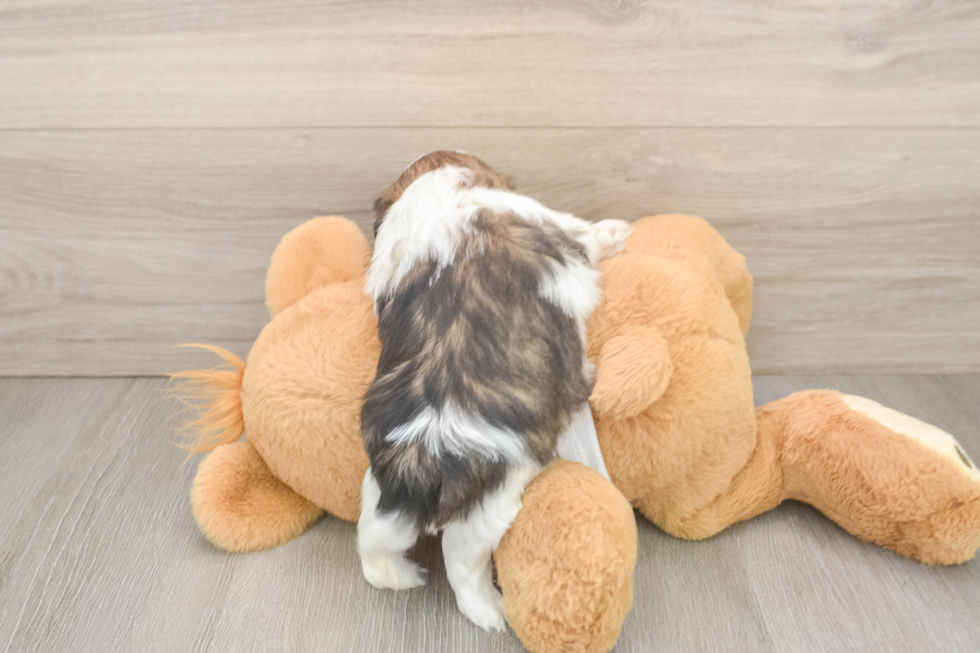 Best Shih Tzu Baby
