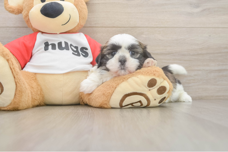 Petite Shitzu Purebred Puppy