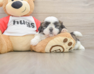 5 week old Shih Tzu Puppy For Sale - Seaside Pups