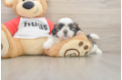 Petite Shitzu Purebred Puppy
