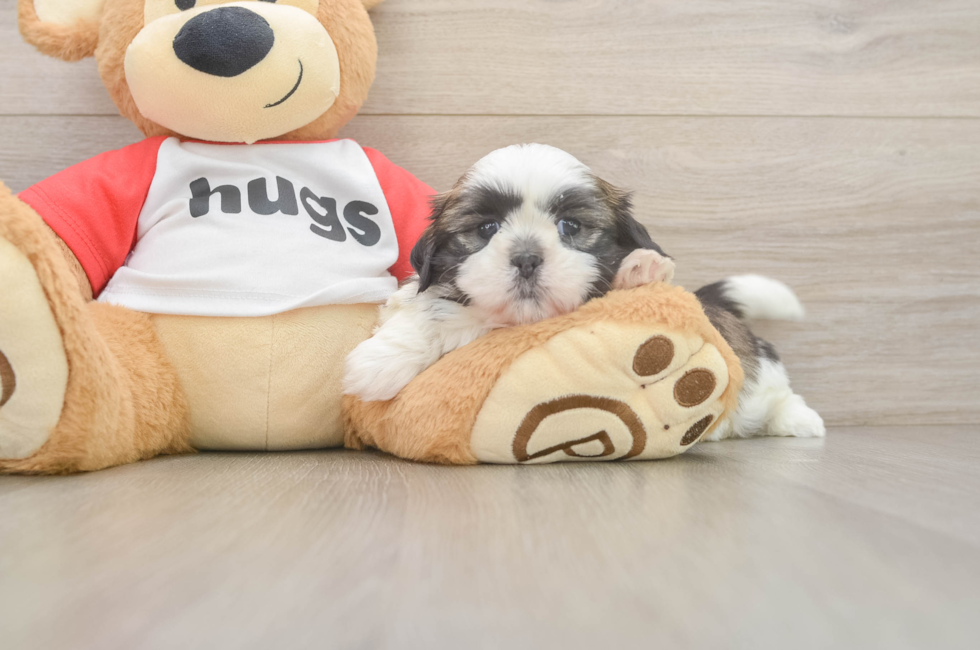 5 week old Shih Tzu Puppy For Sale - Seaside Pups