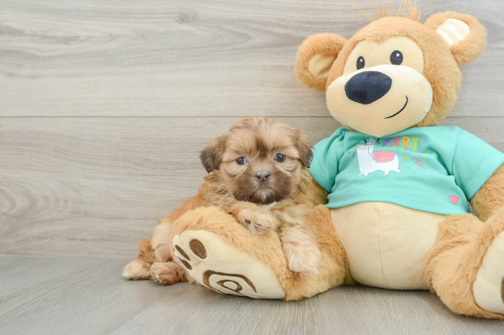 Best Shih Tzu Baby