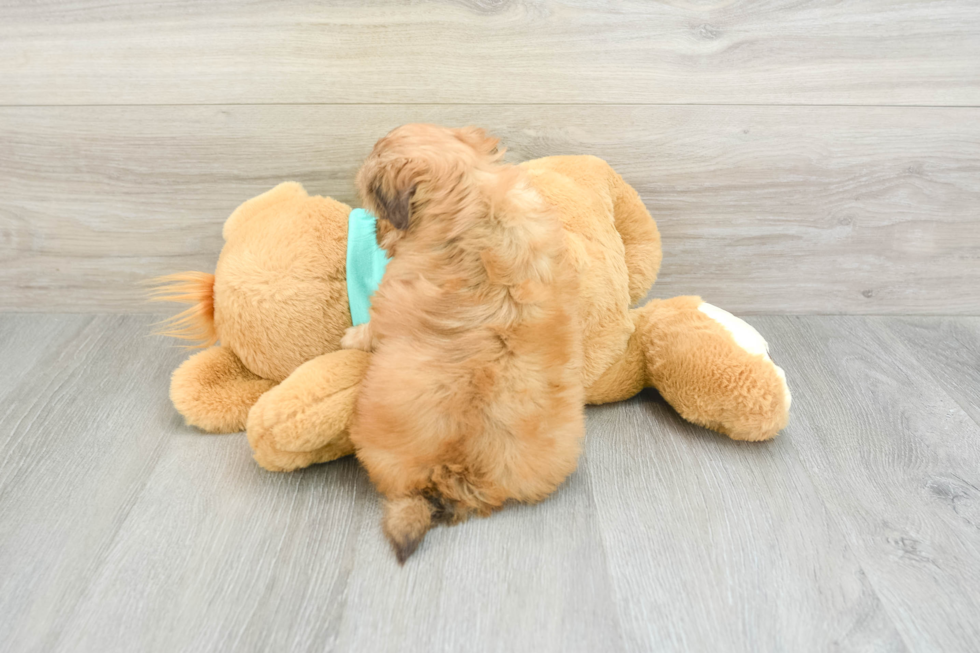 Best Shih Tzu Baby