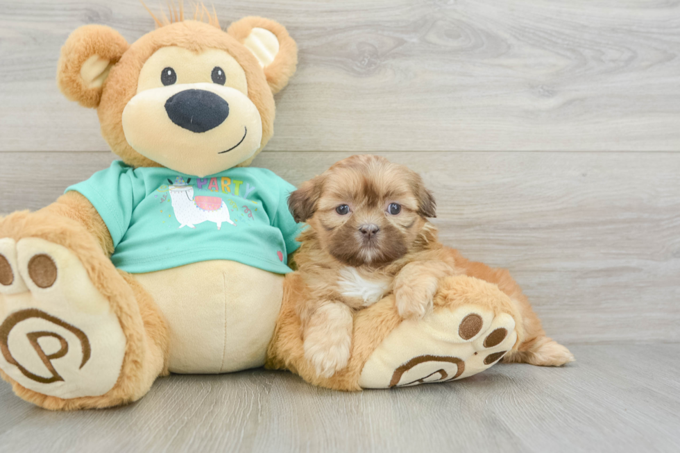 Cute Shitzu Purebred Puppy