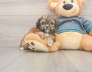 5 week old Shih Tzu Puppy For Sale - Seaside Pups