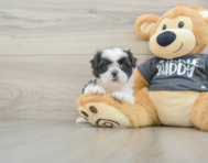 5 week old Shih Tzu Puppy For Sale - Seaside Pups