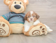 5 week old Shih Tzu Puppy For Sale - Seaside Pups