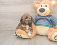 5 week old Shih Tzu Puppy For Sale - Seaside Pups