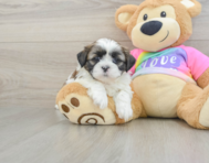 5 week old Shih Tzu Puppy For Sale - Seaside Pups