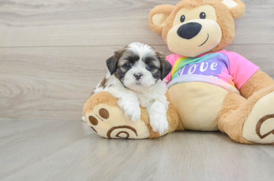 Shih Tzu Puppy for Adoption
