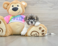 6 week old Shih Tzu Puppy For Sale - Seaside Pups
