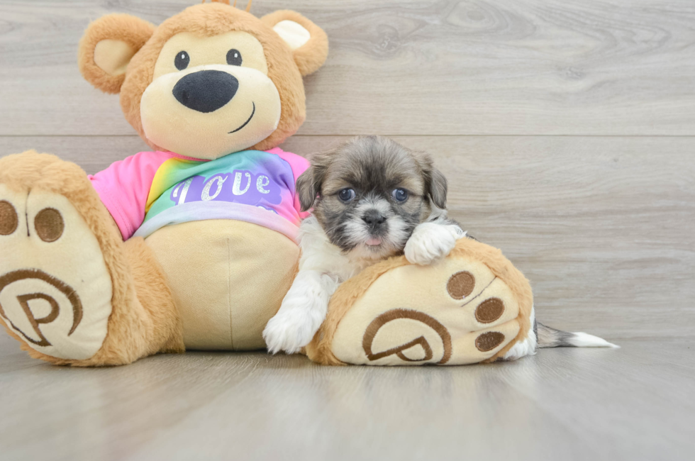 5 week old Shih Tzu Puppy For Sale - Seaside Pups
