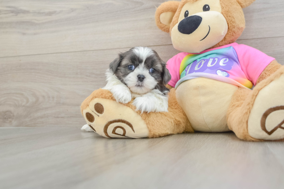 Popular Shih Tzu Purebred Pup