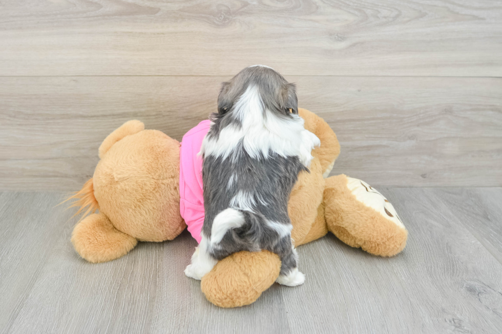 Cute Shitzu Purebred Puppy
