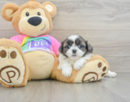 5 week old Shih Tzu Puppy For Sale - Seaside Pups