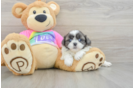 Little Shih Tzu Baby