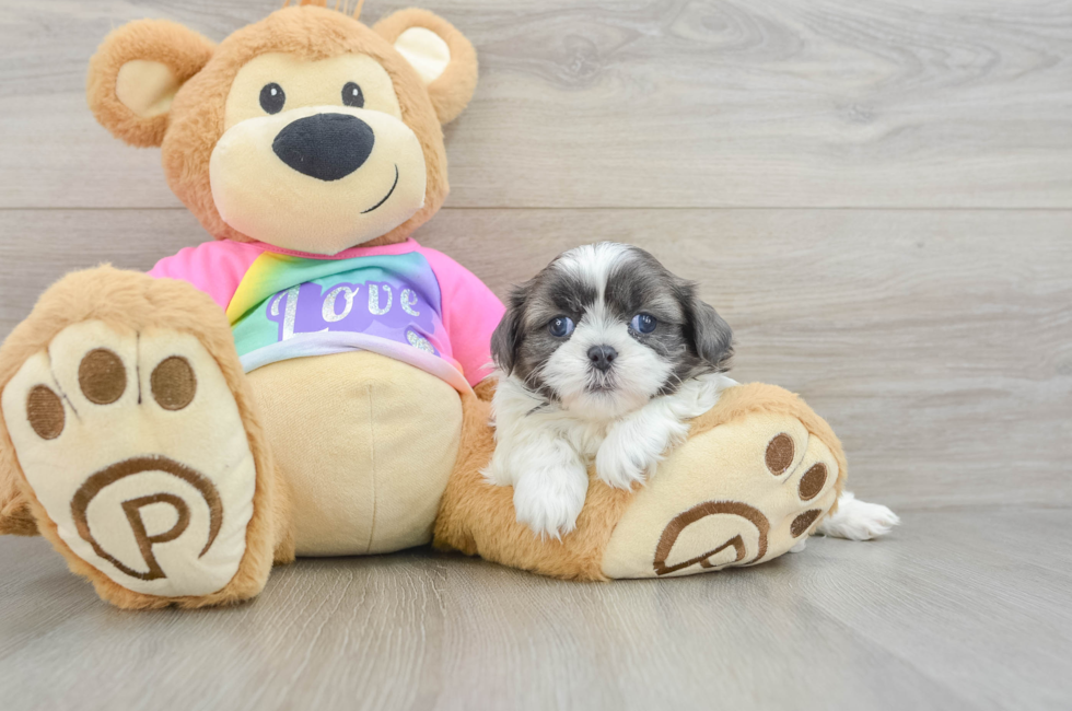 5 week old Shih Tzu Puppy For Sale - Seaside Pups