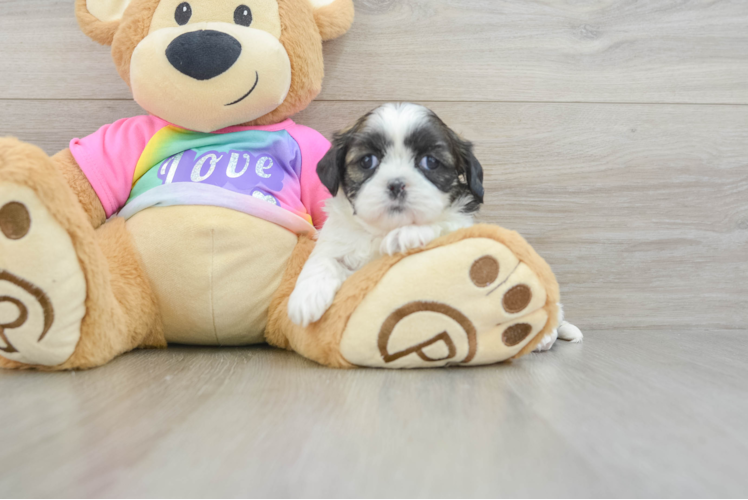 Shih Tzu Puppy for Adoption