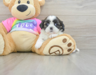 5 week old Shih Tzu Puppy For Sale - Seaside Pups