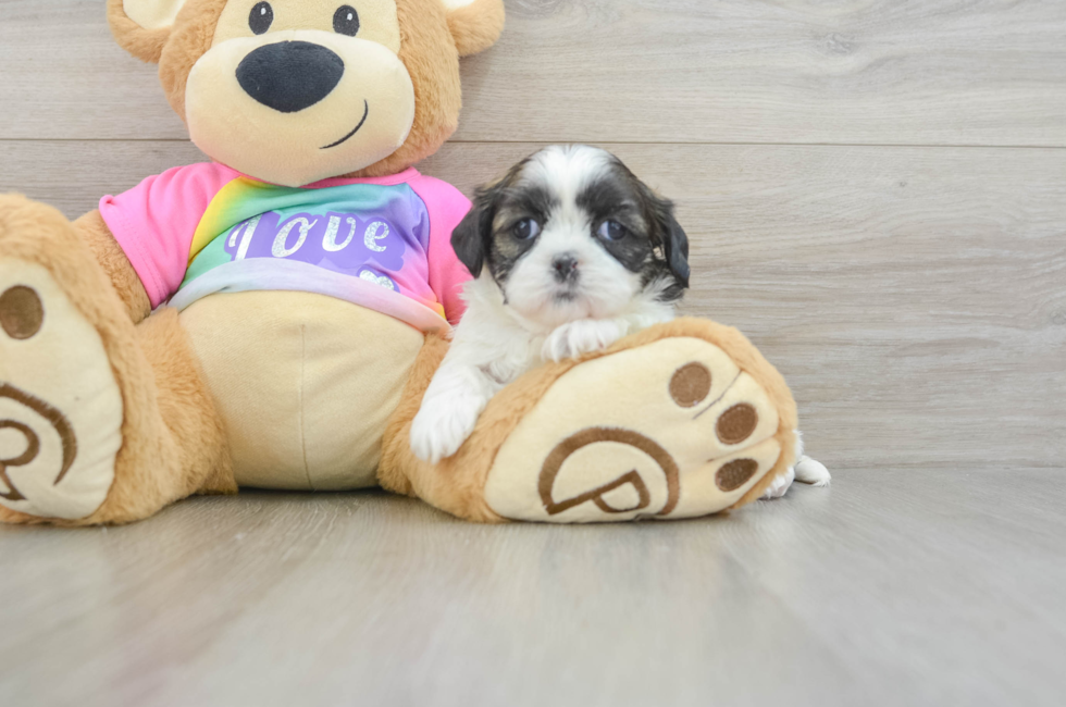 5 week old Shih Tzu Puppy For Sale - Seaside Pups