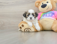 5 week old Shih Tzu Puppy For Sale - Seaside Pups