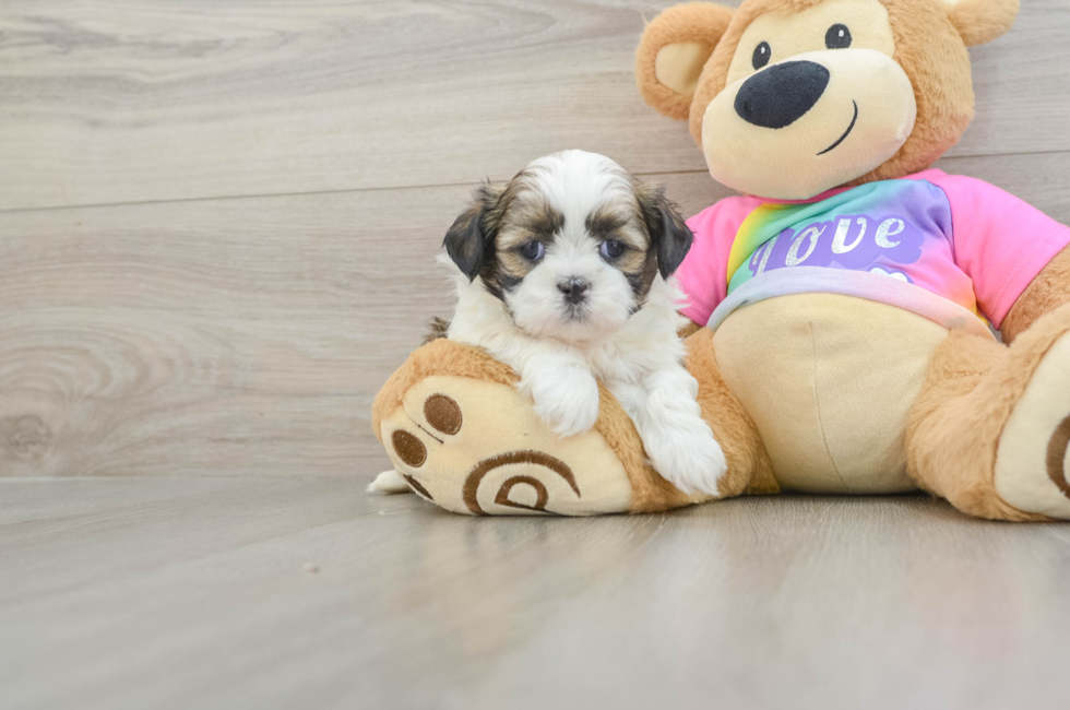 5 week old Shih Tzu Puppy For Sale - Seaside Pups