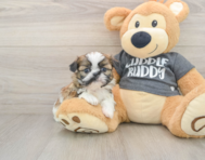 6 week old Shih Tzu Puppy For Sale - Seaside Pups