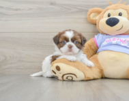 5 week old Shih Tzu Puppy For Sale - Seaside Pups