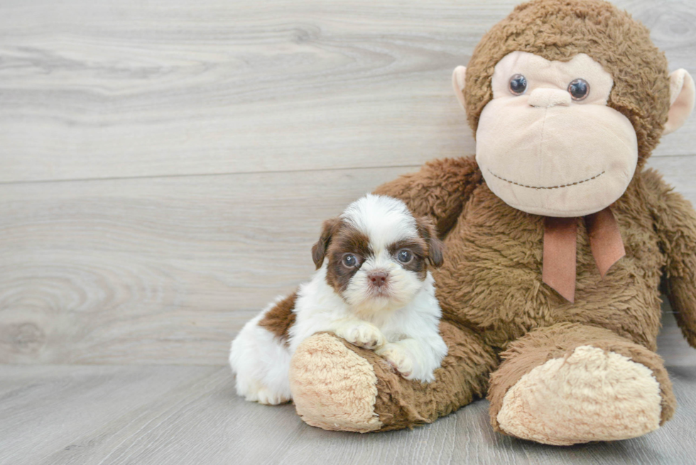 Funny Shih Tzu Baby