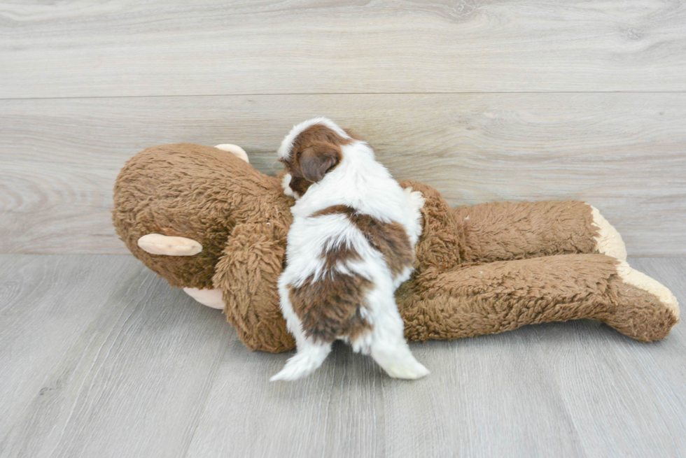 Shih Tzu Puppy for Adoption