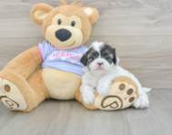 5 week old Shih Tzu Puppy For Sale - Seaside Pups