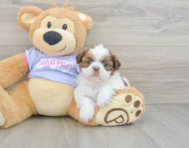 5 week old Shih Tzu Puppy For Sale - Seaside Pups