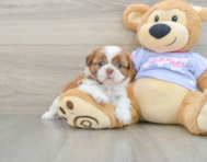 5 week old Shih Tzu Puppy For Sale - Seaside Pups