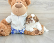 6 week old Shih Tzu Puppy For Sale - Seaside Pups