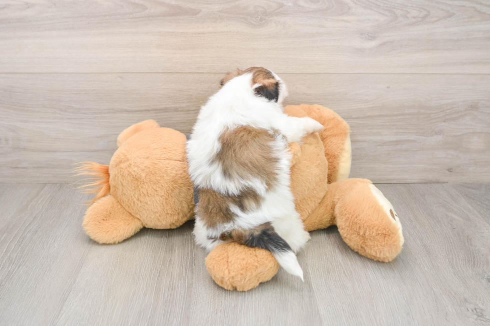 Shih Tzu Pup Being Cute