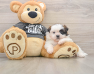 5 week old Shih Tzu Puppy For Sale - Seaside Pups