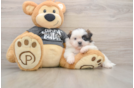 Shih Tzu Pup Being Cute