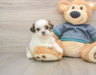 5 week old Shih Tzu Puppy For Sale - Seaside Pups
