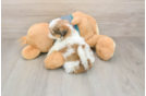 Best Shih Tzu Baby