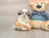 5 week old Shih Tzu Puppy For Sale - Seaside Pups