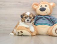 5 week old Shih Tzu Puppy For Sale - Seaside Pups
