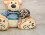 5 week old Shih Tzu Puppy For Sale - Seaside Pups