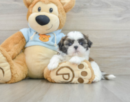 5 week old Shih Tzu Puppy For Sale - Seaside Pups