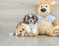 5 week old Shih Tzu Puppy For Sale - Seaside Pups