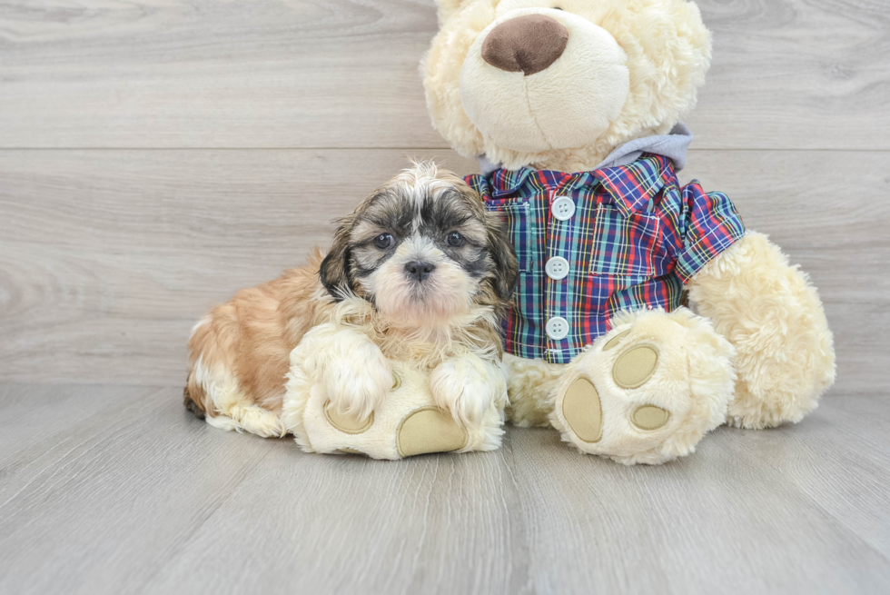 Popular Shih Tzu Baby