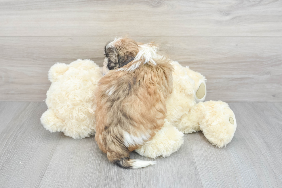 Fluffy Shitzu Purebred Puppy