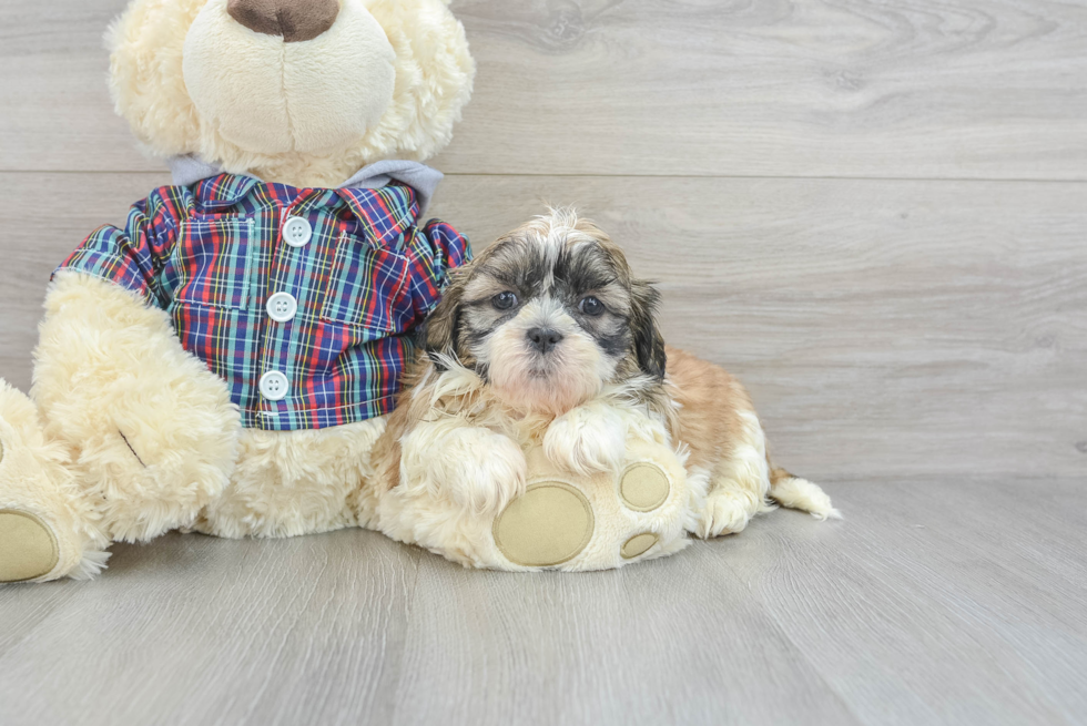 Petite Shitzu Purebred Puppy