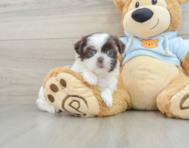 8 week old Shih Tzu Puppy For Sale - Seaside Pups