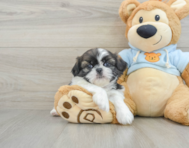 5 week old Shih Tzu Puppy For Sale - Seaside Pups