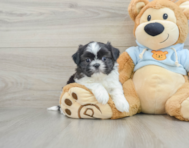 5 week old Shih Tzu Puppy For Sale - Seaside Pups